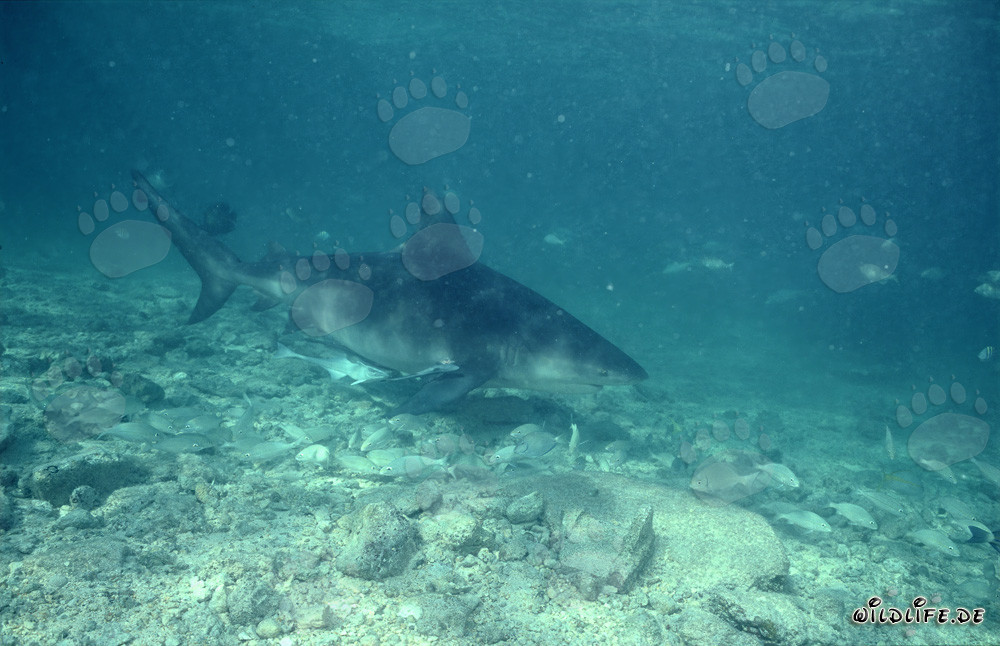 Bull Shark - Majesty of the Seas in Tropical Waters