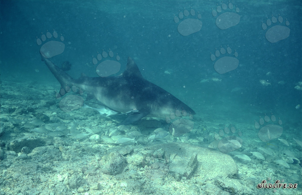 Requin bouledogue - Majesté des mers dans les eaux tropicales