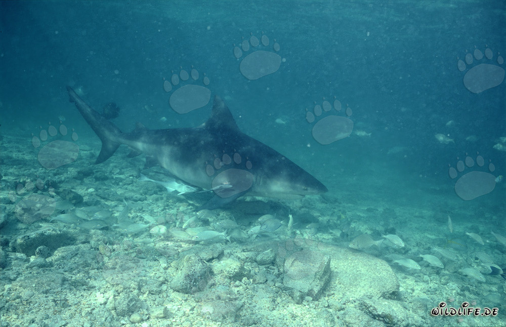 Tiburón toro - Majestuosidad de los mares en aguas tropicales