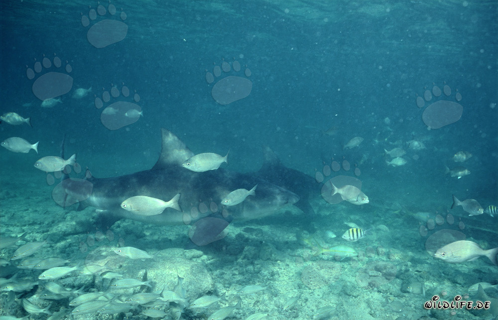 Impressive bull sharks and small fish in the waters of Walker's Cay