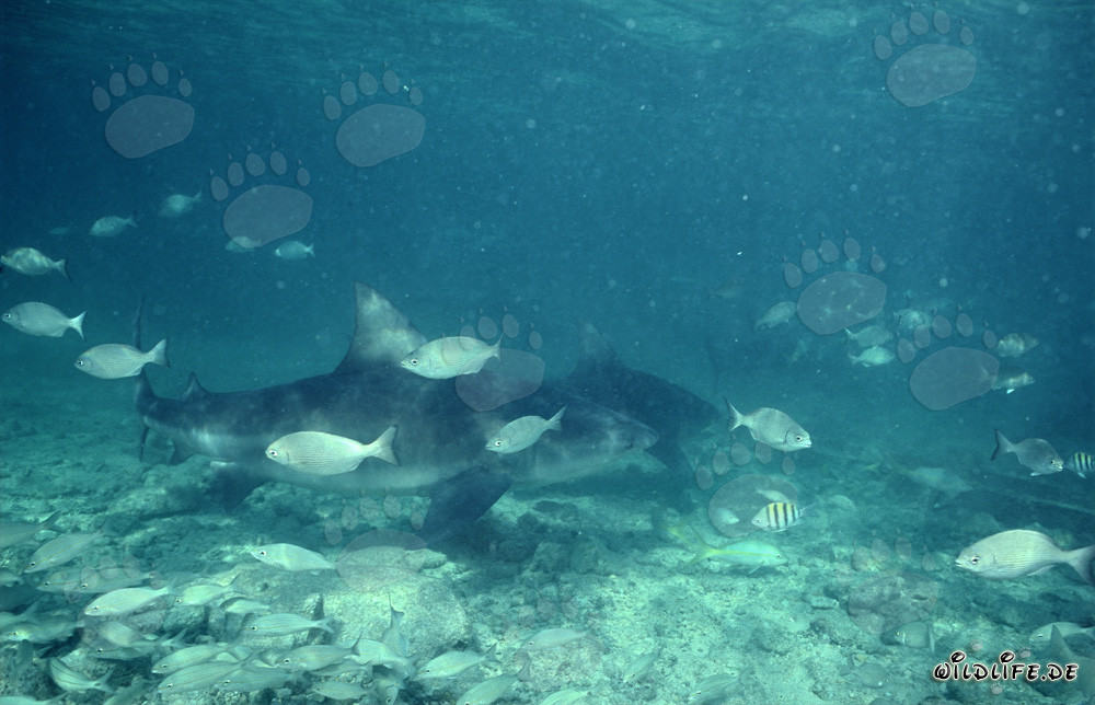 Imposante Bullenhaie und kleine Fische in den Gewässern von Walker's Cay