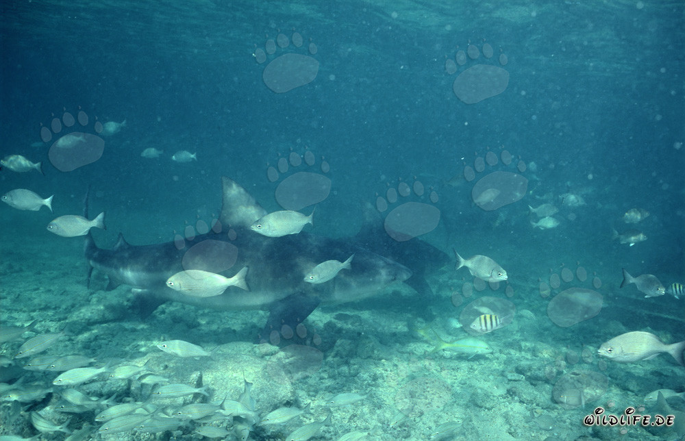 Impresionantes tiburones toro y peces pequeños en las aguas de Walker's Cay