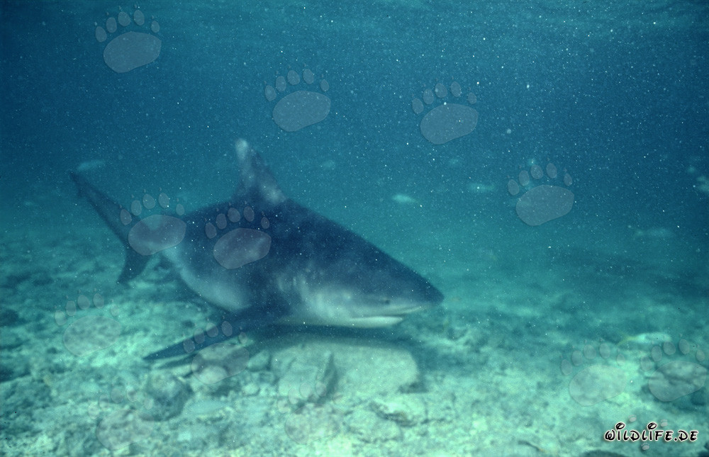 Bull Shark - Fascinating Predator of the Seas