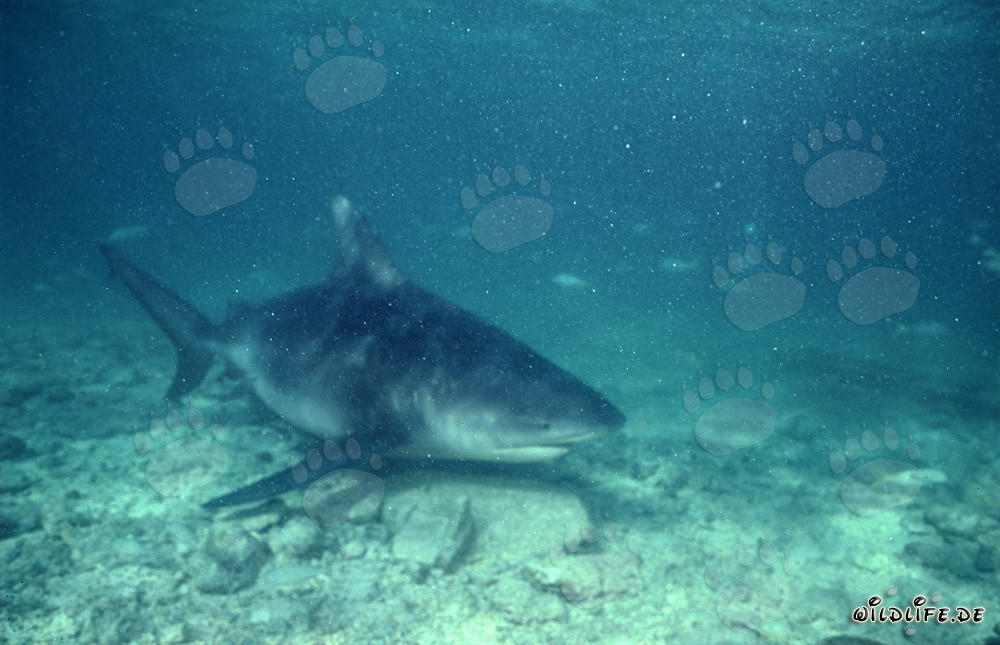 Squalo toro - Affascinante predatore dei mari