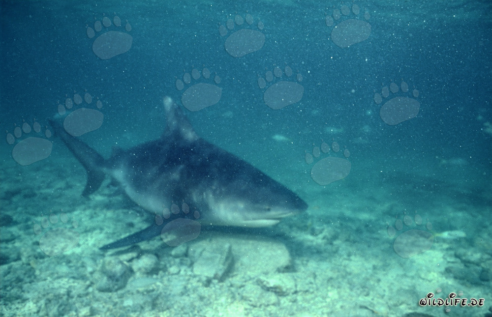 Tiburón toro - Fascinante depredador de los mares