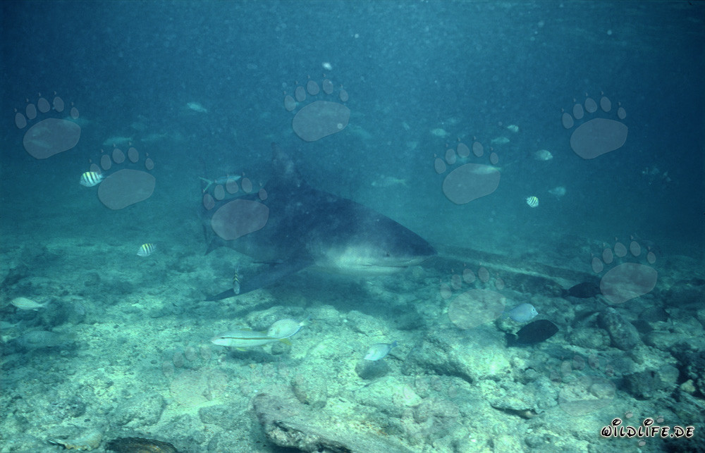 Requin bouledogue à la recherche de nourriture sur la plage de requins de Walker's Cay