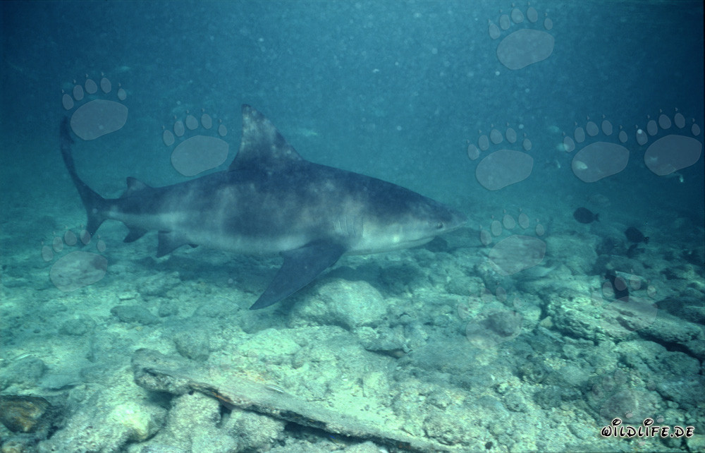 Requin taureau impressionnant sur le fond marin rocheux
