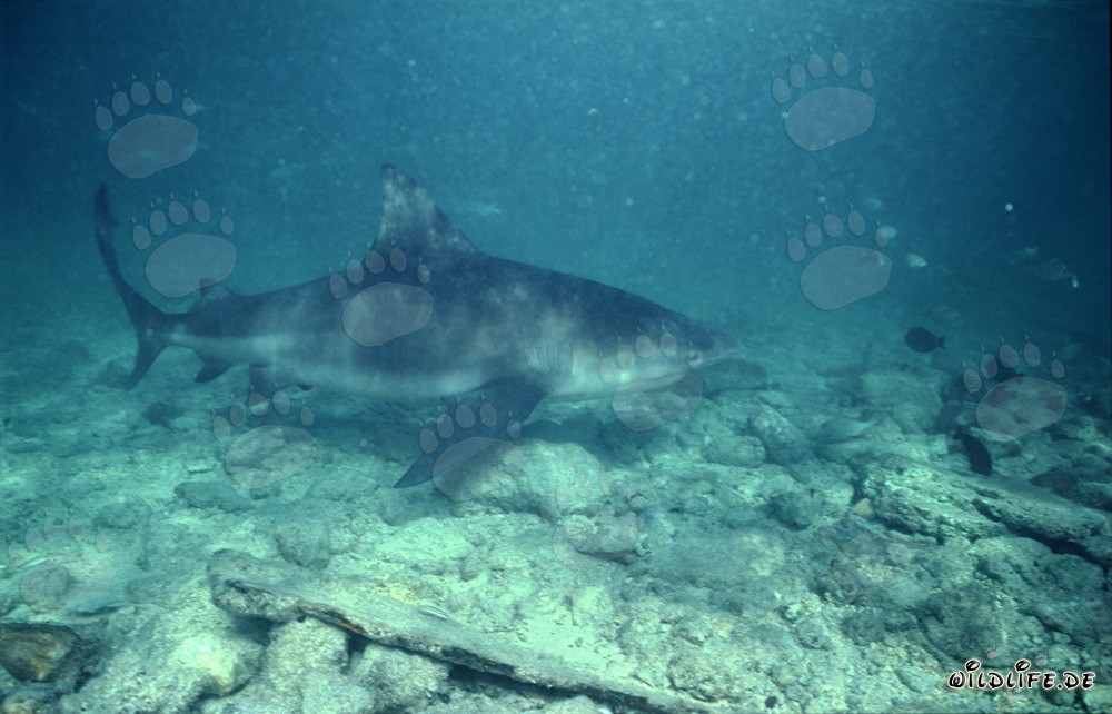 Imponente squalo toro sul fondo marino roccioso