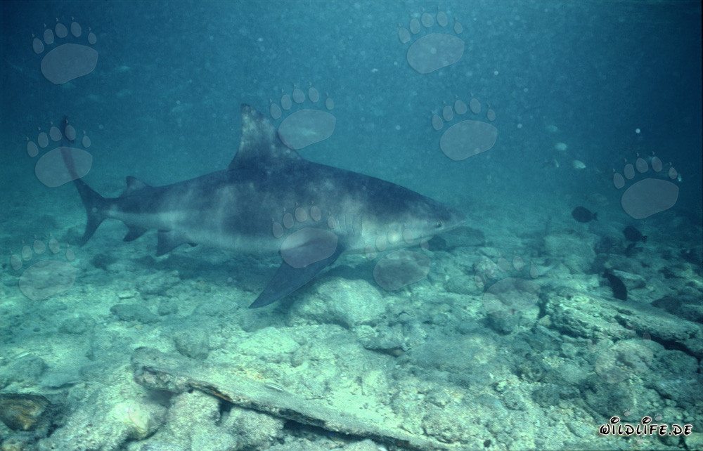 Impresionante tiburón toro en el fondo marino rocoso