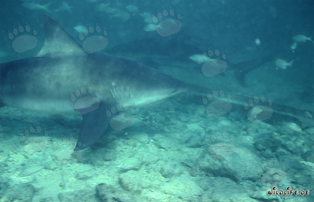 Encounter of two majestic Bull Sharks