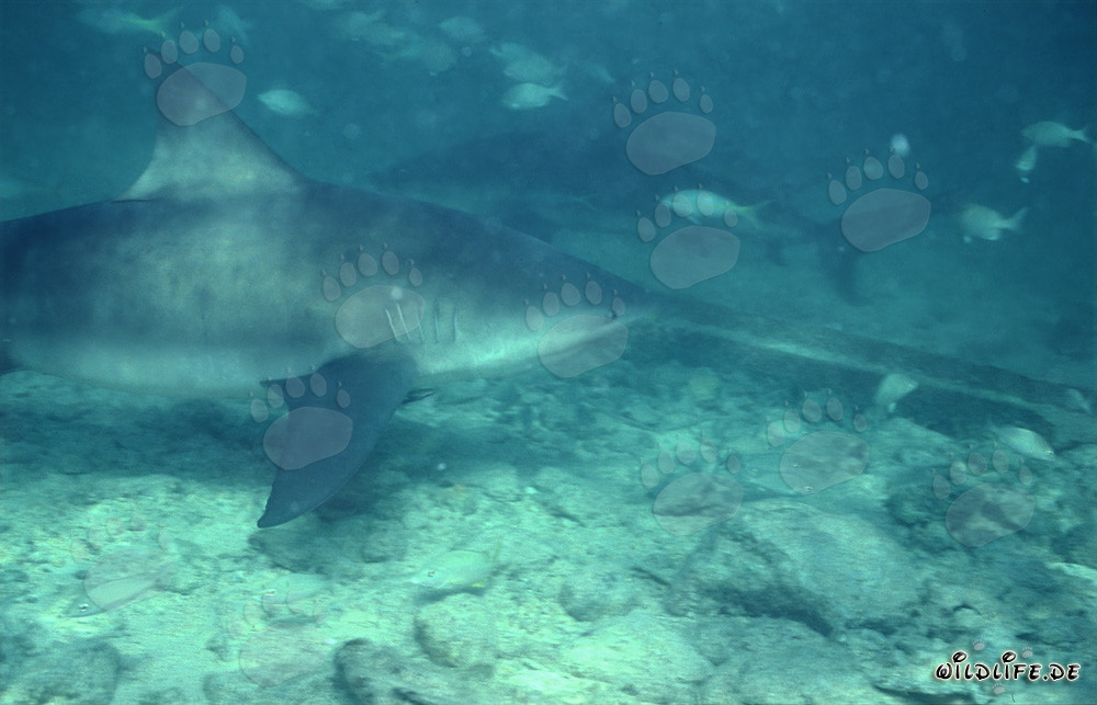 Rencontre de deux majestueux requins taureaux