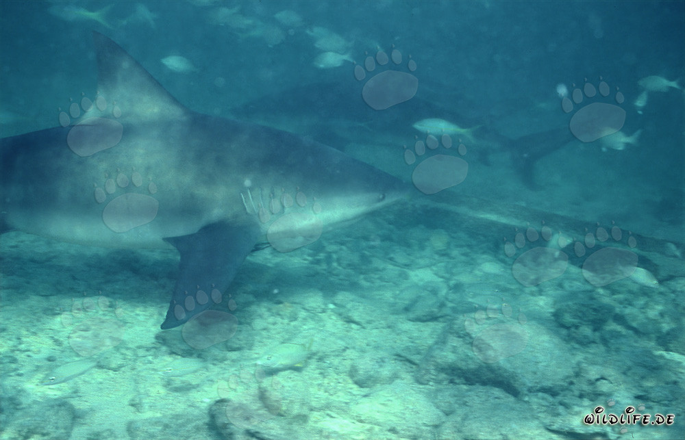 Encuentro de dos majestuosos tiburones toro