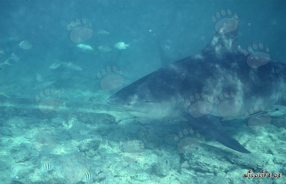 Impressive Bull Shark close to the seabed