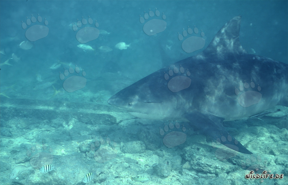 Impressionnant requin taureau près du fond marin
