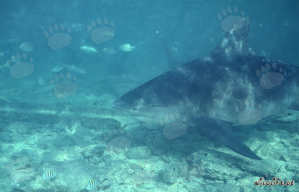 Impresionante tiburón toro cerca del fondo marino