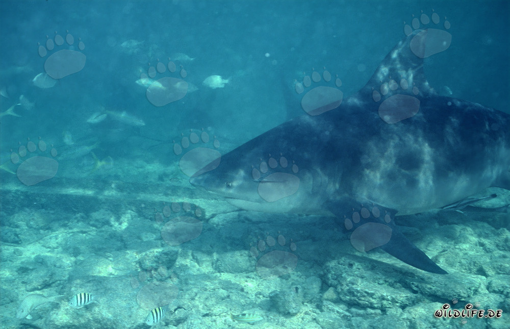 Impressive portrait of a large Bull Shark