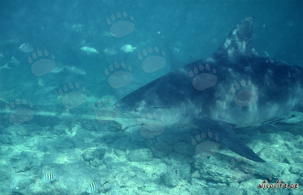 Portrait imposant d'un grand requin taureau