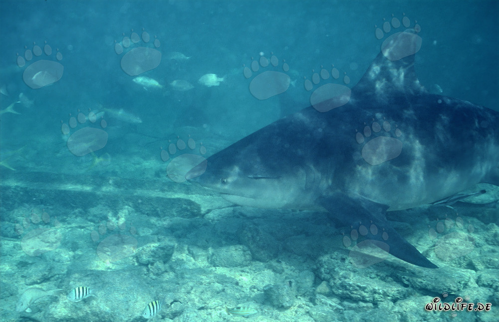 Retrato imponente de un gran tiburón toro