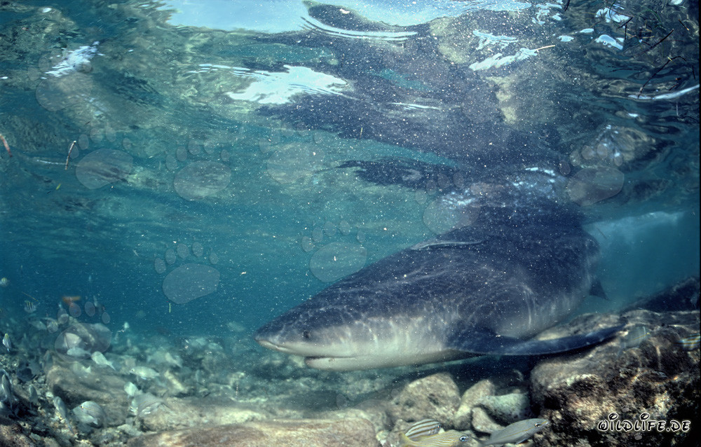 Bull Shark (Carcharhinus leucas) in Turbulent Waters off Walker´s Cay, Bahamas