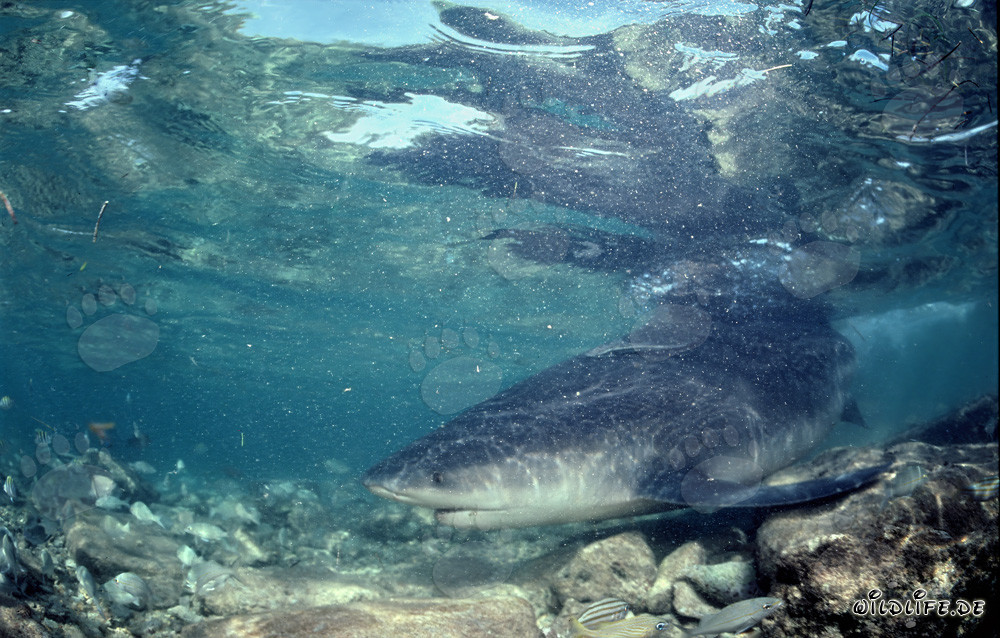 Bullenhai im aufgewühlten Wasser vor Walker´s Cay, Bahamas