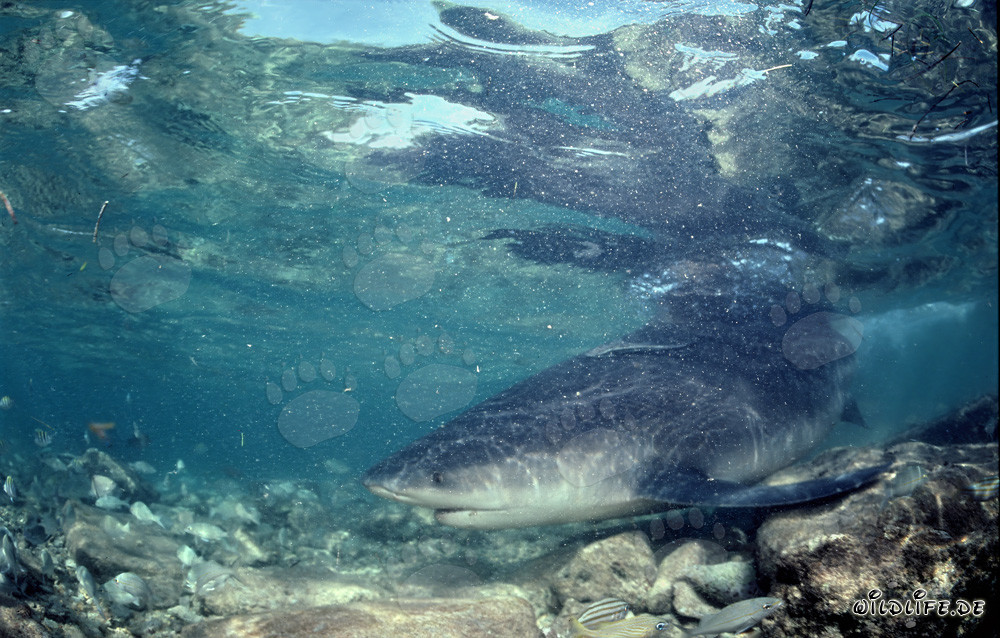Requin taureau dans l'eau agitée devant Walker´s Cay, Bahamas