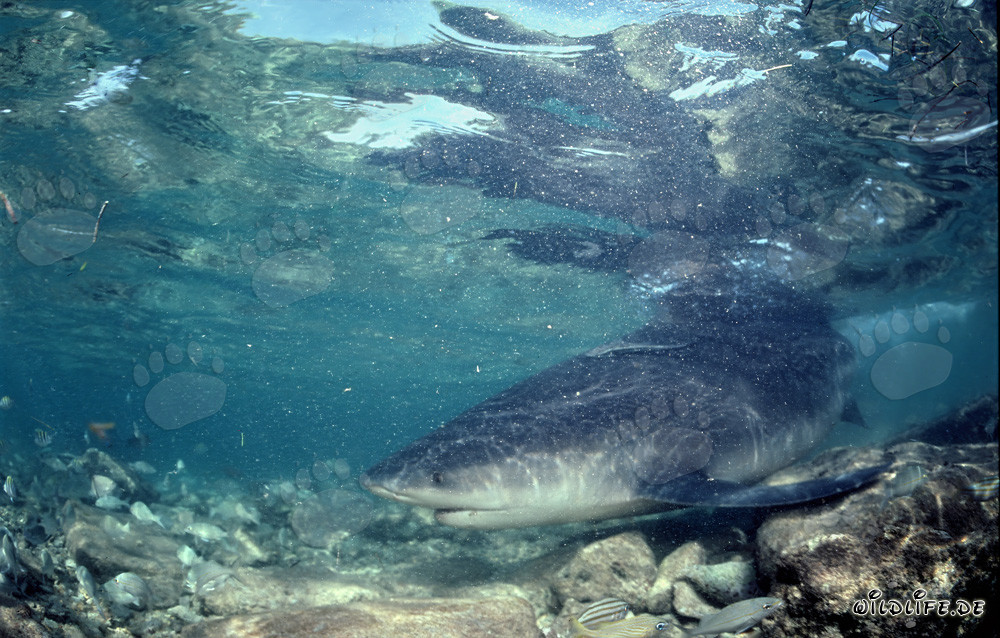 Tiburón toro en el agua agitada frente a Walker´s Cay, Bahamas