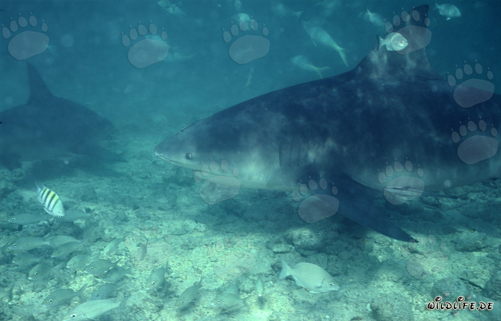 Fascinating Encounter with an Impressive Bull Shark