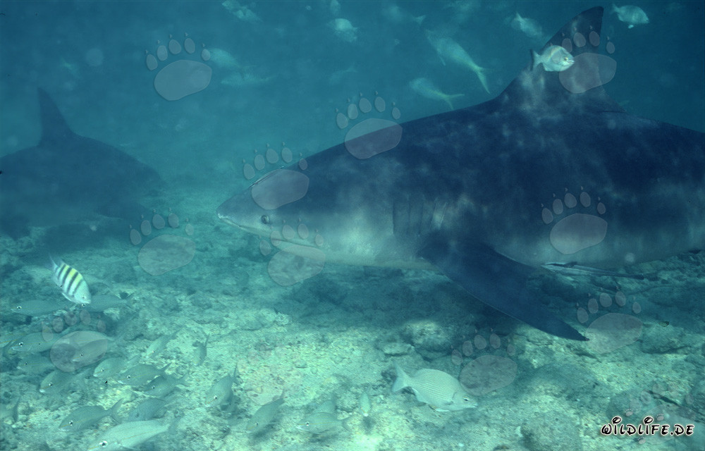 Rencontre fascinante avec un impressionnant requin taureau