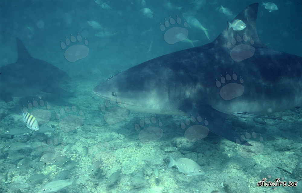 Incontro affascinante con un imponente squalo toro