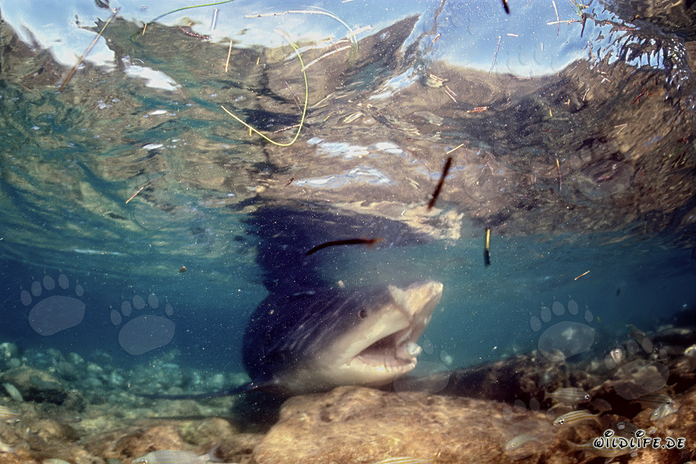 Bullenhai auf Nahrungssuche an shark beach von Walker's Cay