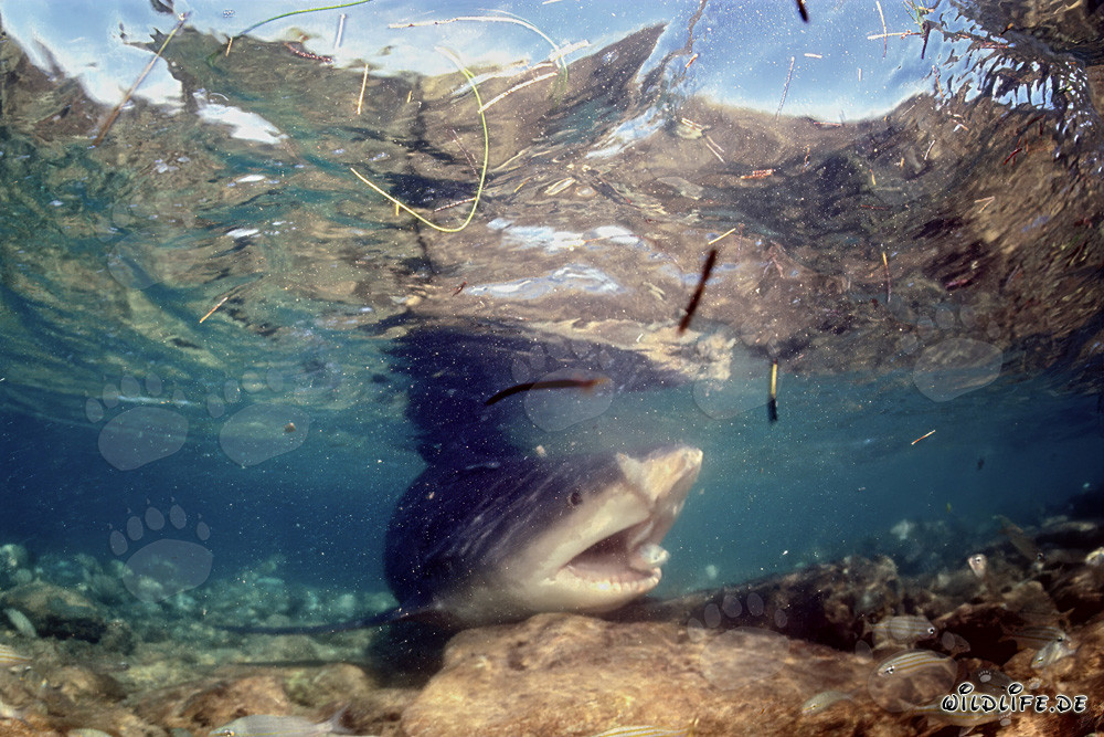 Requin taureau en quête de nourriture sur la plage aux requins de Walker's Cay