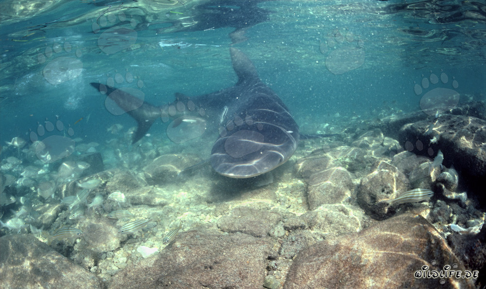 Impressive bull shark changes its direction and approaches frontally