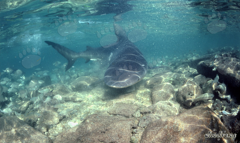 Requin bouledogue imposant change de direction et s'approche de front