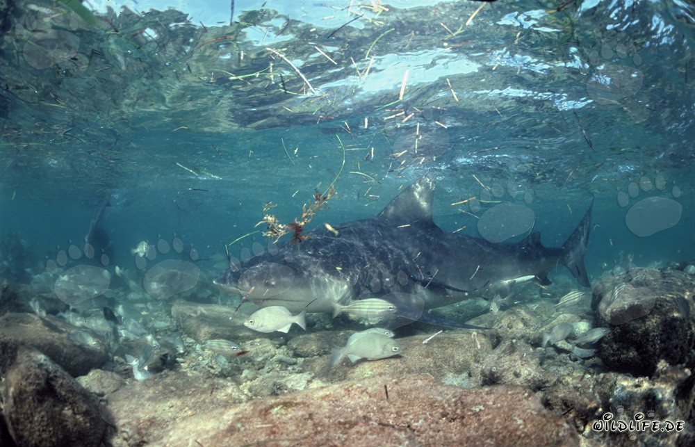 Bull shark in the surf zone