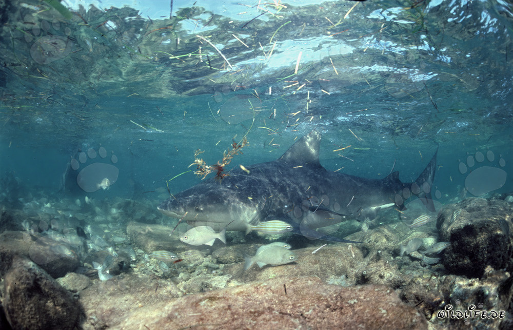 Requin bouledogue dans la zone de déferlement
