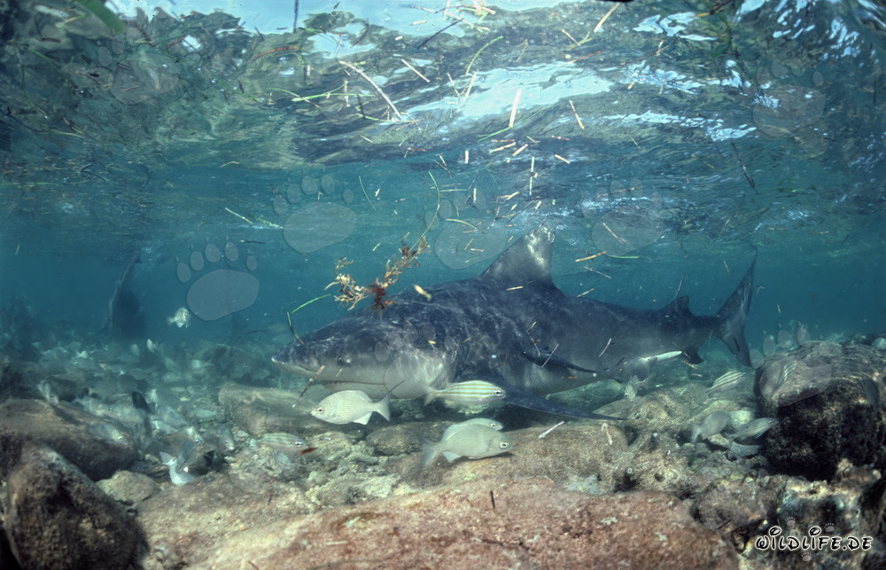 Tiburón toro en la zona de rompientes