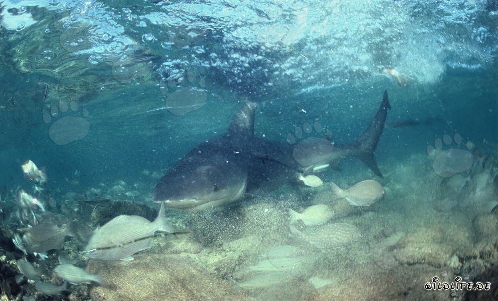 Bull Shark in shallow water near Walker´s Cay