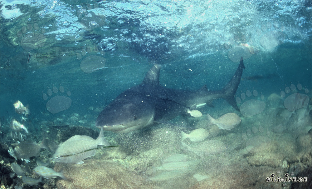 Bullenhai in flachem Wasser vor Walker´s Cay