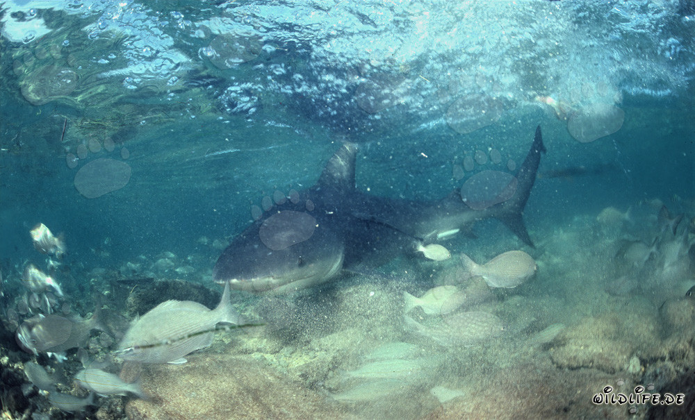 Tiburón toro en aguas poco profundas frente a Walker´s Cay