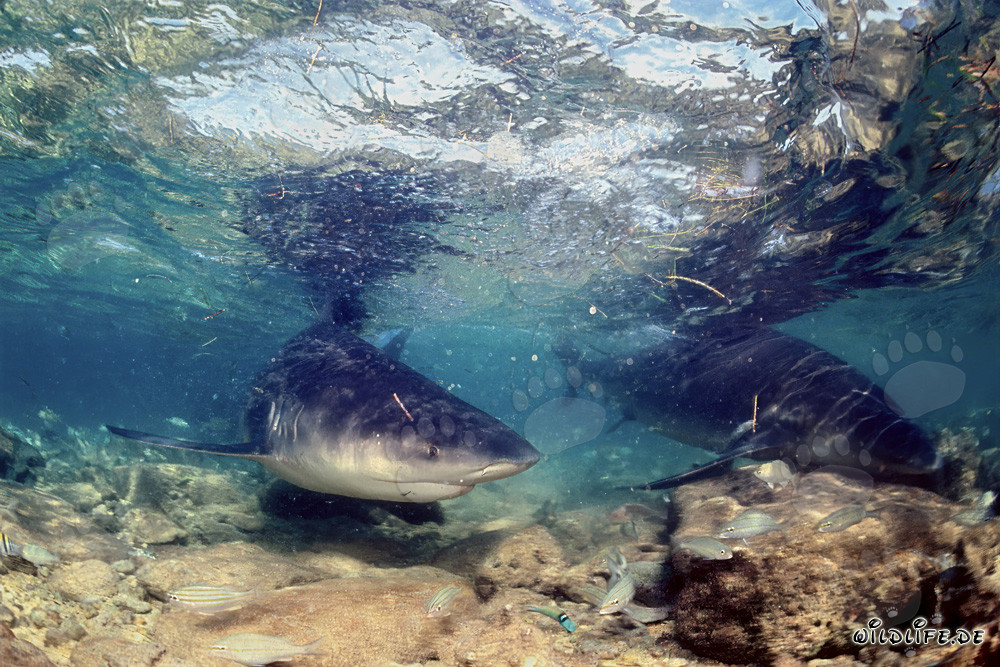 Bullenhai in extrem flachem Wasser vor Walker's Cay