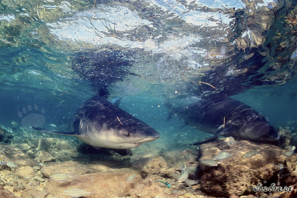 Requin taureau dans une eau extrêmement peu profonde devant Walker's Cay