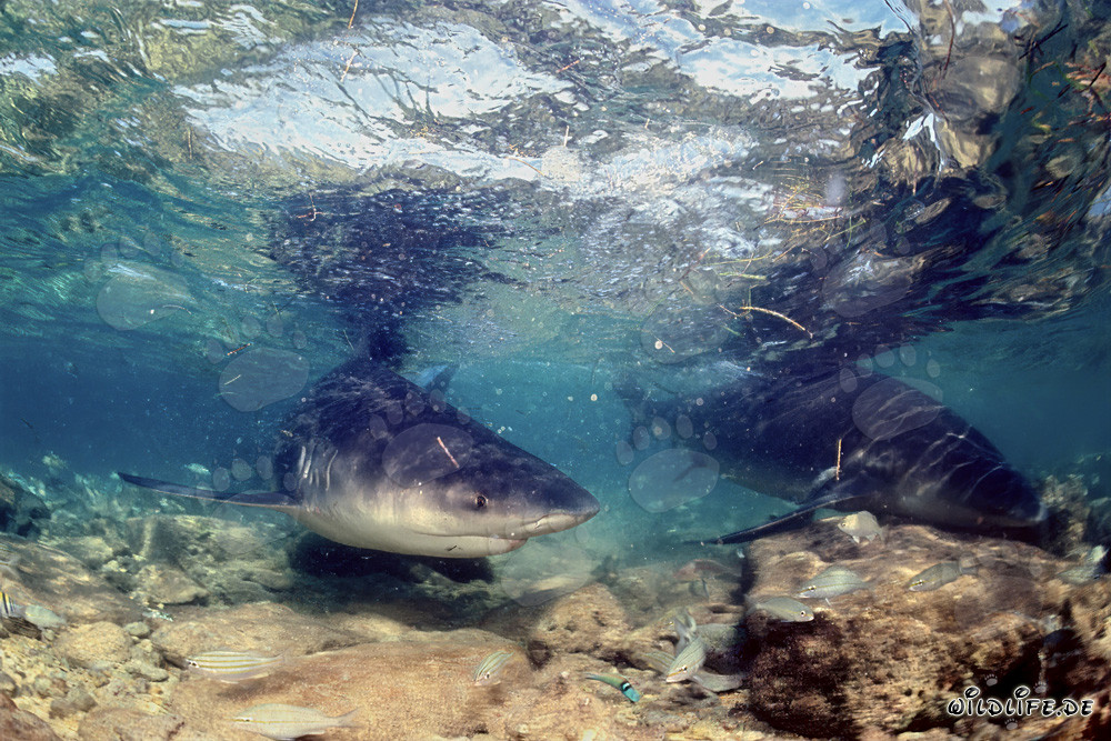 Tiburón toro en aguas extremadamente poco profundas frente a Walker's Cay