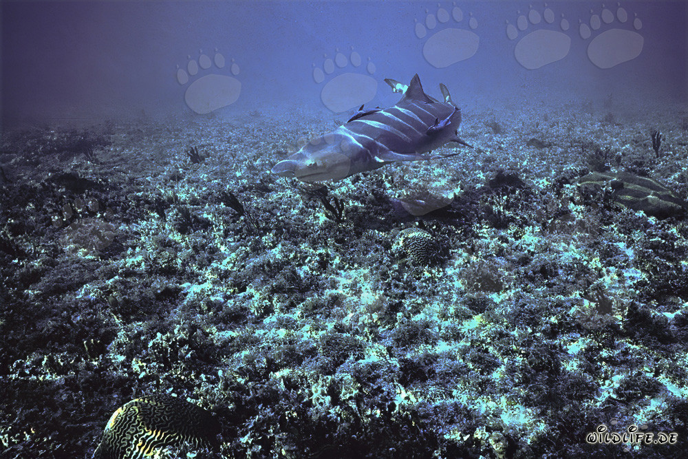 Affascinante squalo limone a Shark Point nelle Bahamas