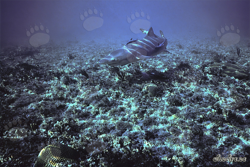 Faszinierender Zitronenhai am Shark Point auf den Bahamas