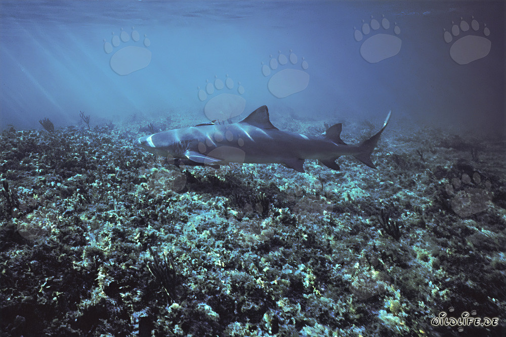 Lemon Shark at Shark Point in Walker´s Cay, Bahamas