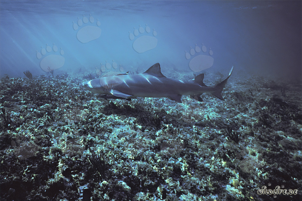Tiburón limón en Shark Point en Walker´s Cay, Bahamas
