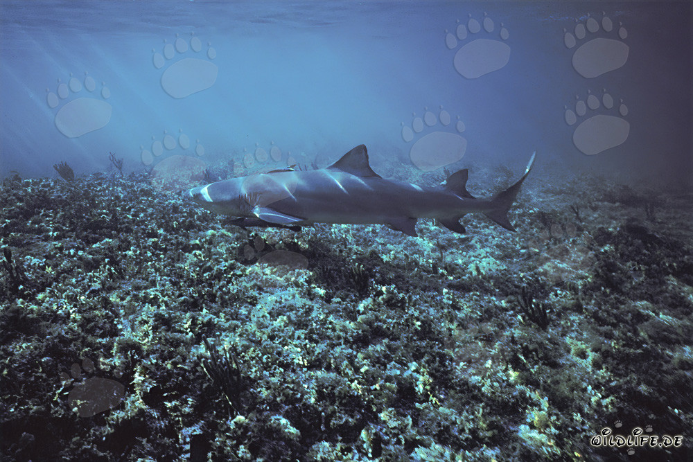 Zitronenhai am Shark Point in Walker´s Cay, Bahamas