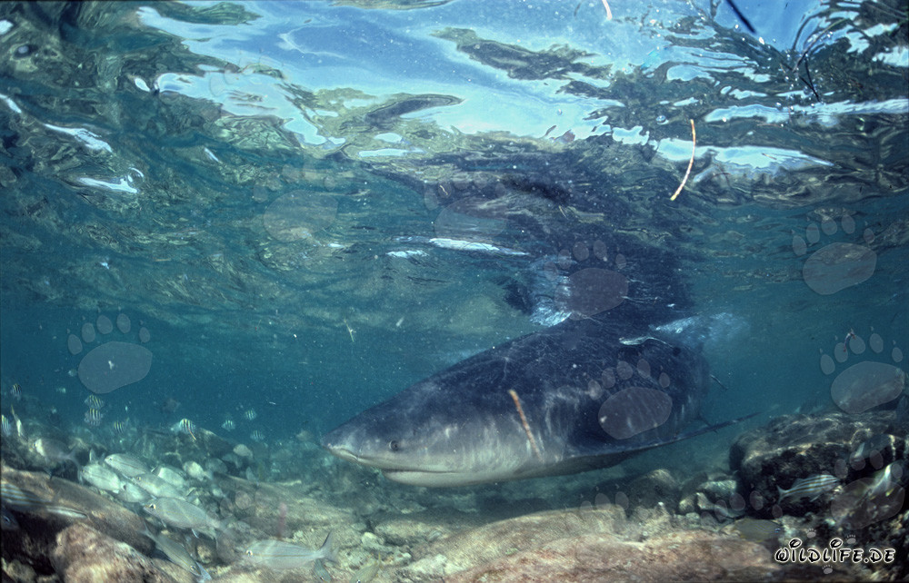 Majestätischer Bullenhai in seichtem Wasser