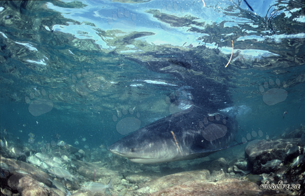Requin taureau majestueux dans des eaux peu profondes