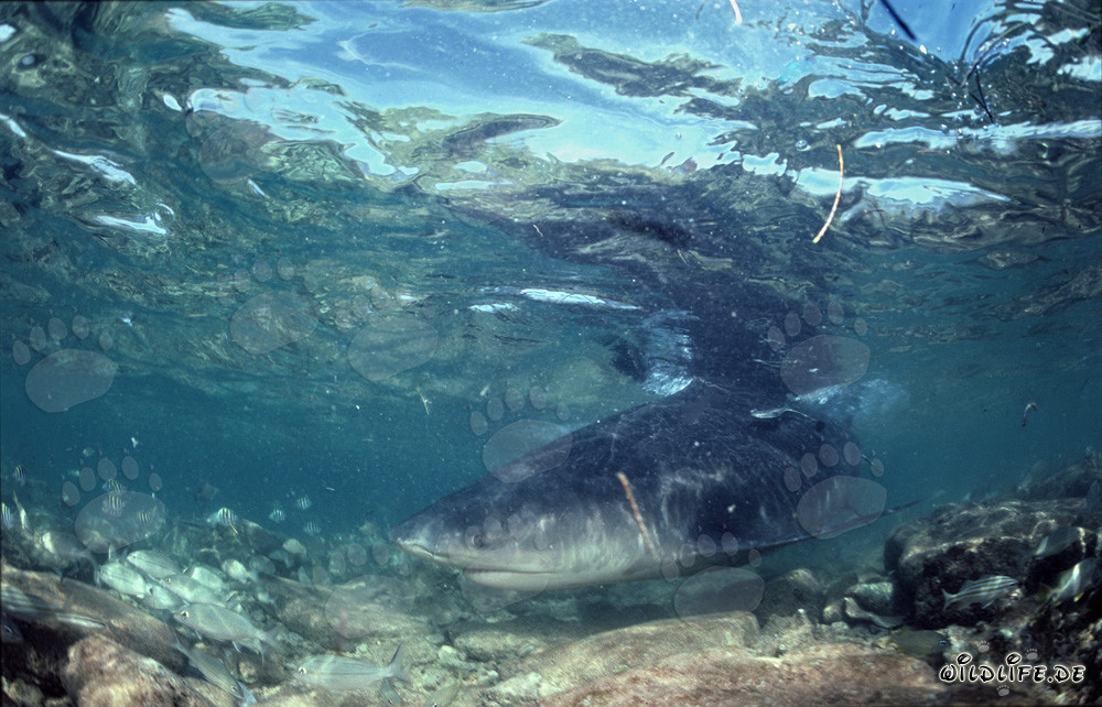 Majestico squalo toro in acque basse